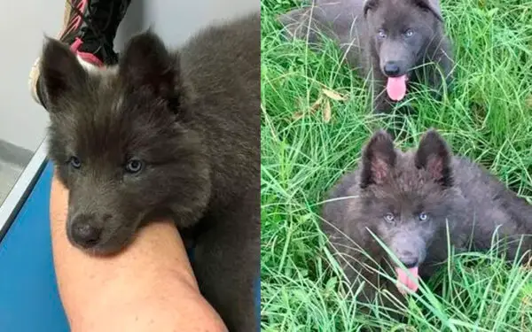 Mulher desenvolve uma nova raça de cães lobos