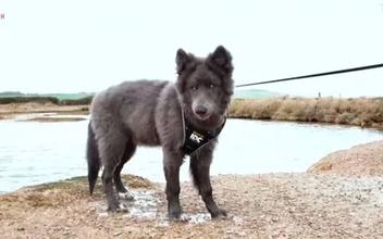 Pastor da baía azul: mulher desenvolve uma nova raça de cães lobos