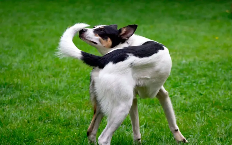 O-significado-dos-gestos-caninos-10