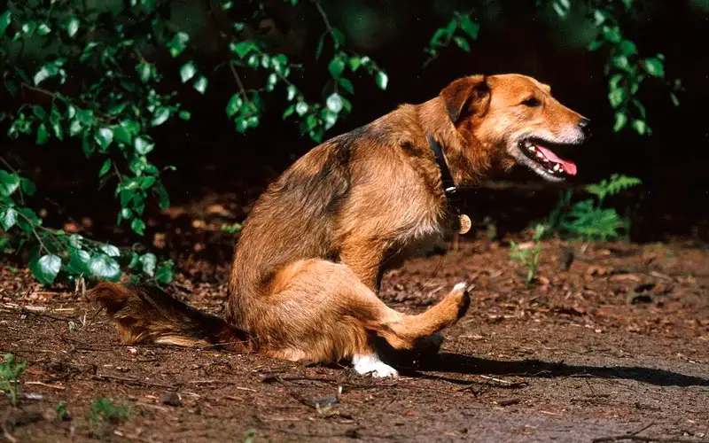 O-significado-dos-gestos-caninos-25