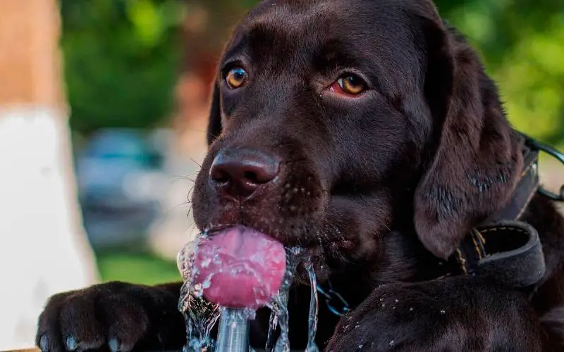 O-significado-dos-gestos-caninos-26