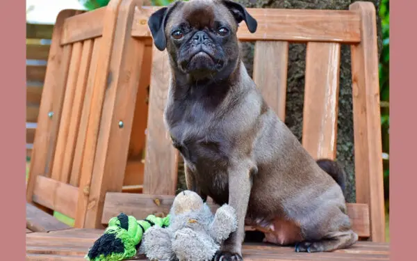 Os cachorros conseguem ver fantasmas?