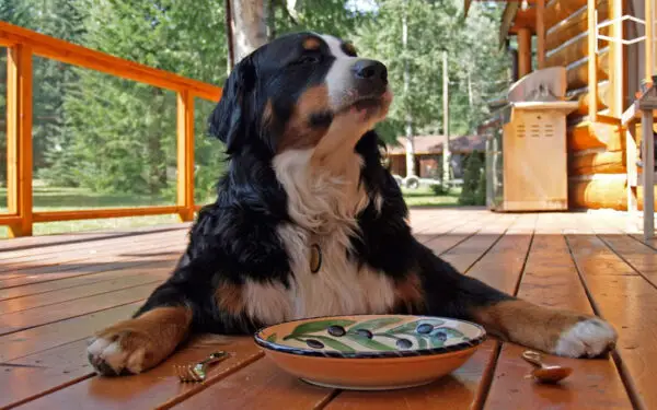 Por que os cachorros encaram os tutores?