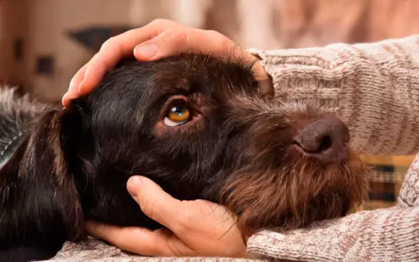 Por que os cachorros encaram os tutores?