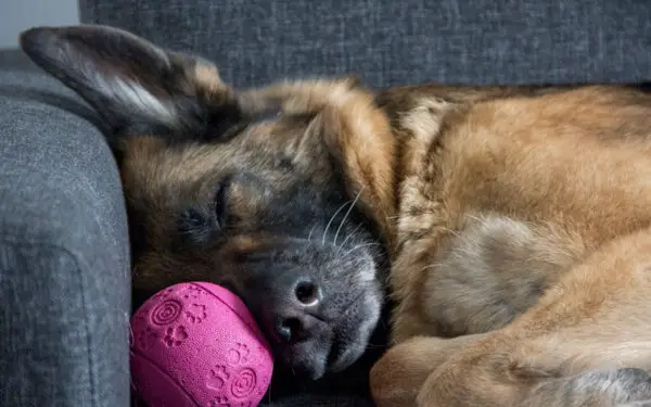 Quantas horas os cachorros dormem por dia?