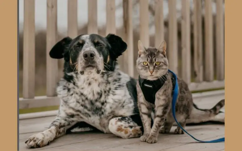 A longa espera de um cachorro por um gato