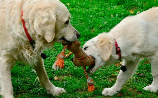 Expressões de gratidão dos cachorros