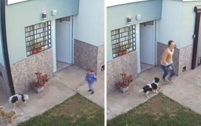 Cachorro alerta a mãe para fuga de bebê pelo portão da frente