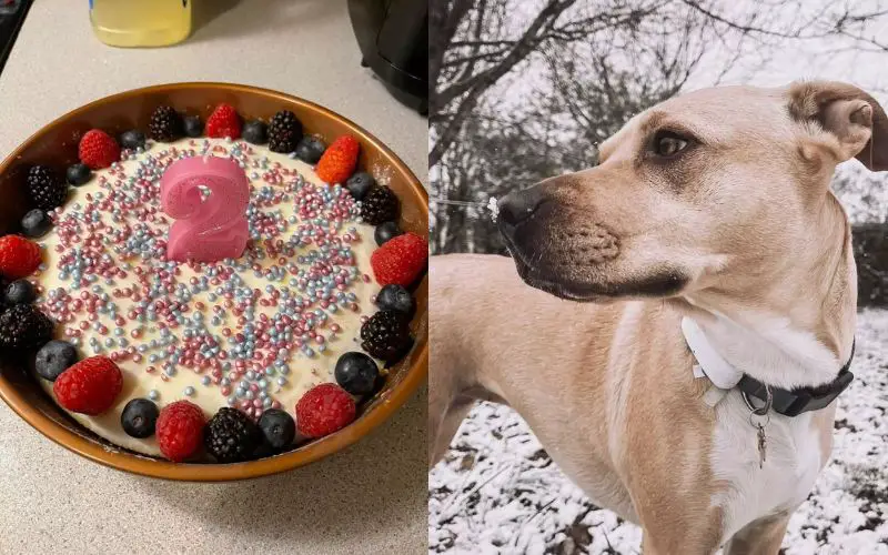 Cachorra fica animada com festa de aniversário