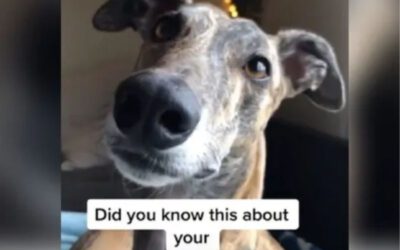 Você sabe como funciona a mente dos cachorros?