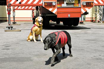 10 histórias reais de cães incríveis