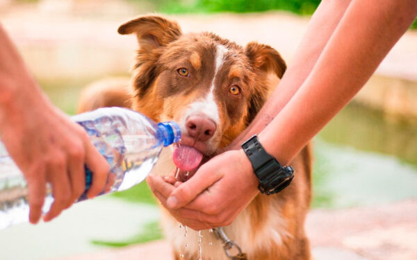 Dicas de conforto e segurança para os cachorros no verão