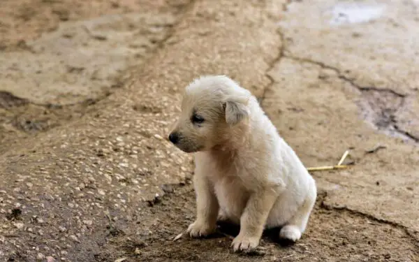 Dicas para ajudar um cachorro medroso 1