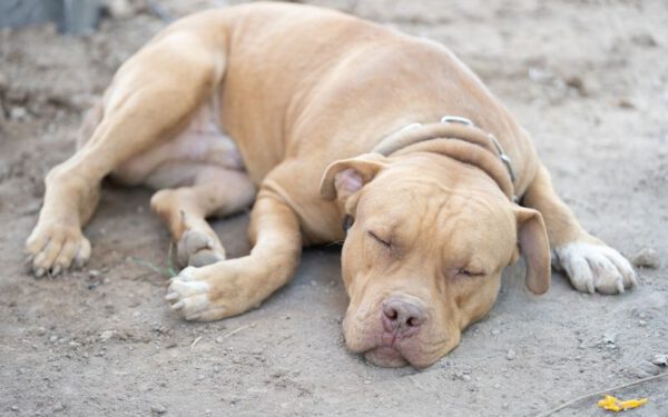 Dicas para ajudar um cachorro medroso 2