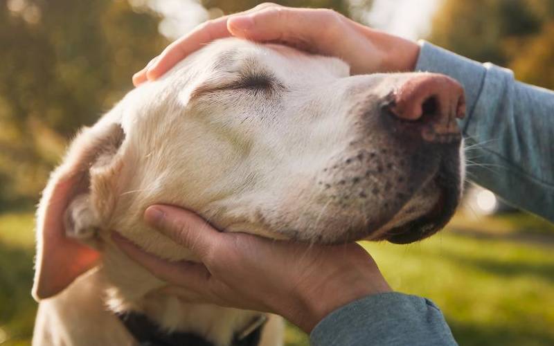 Os cuidados carinhosos de um homem com o seu velho cachorro 1