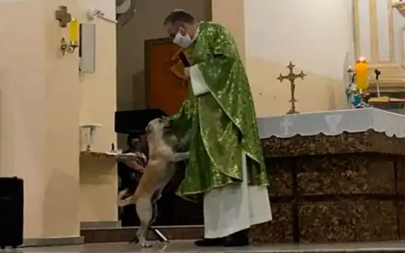 Padre usa missa para fazer campanha de adoção de cães