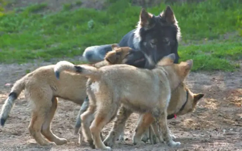 Pastor shiloh: uma nova raça de cães