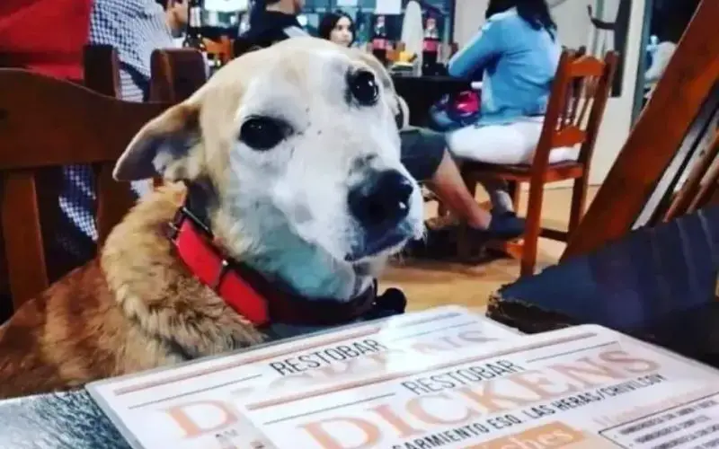 Um restaurante bom pra cachorro 3