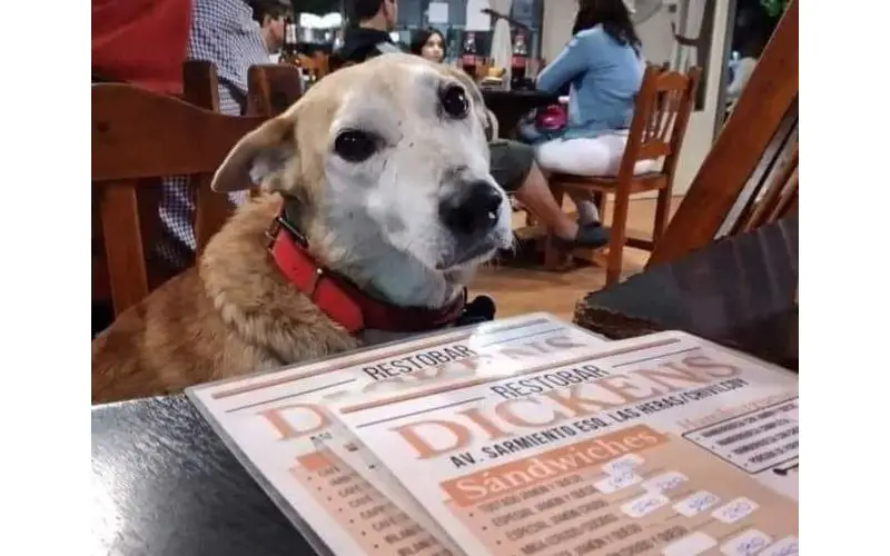 Um restaurante bom pra cachorro 5