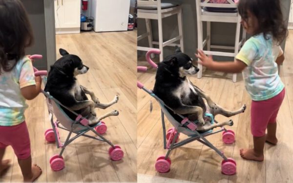 Uma cena cativante a menina e seu cachorro