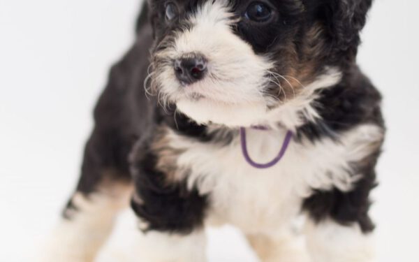 Bernedoodle: um cachorro novo no pedaço