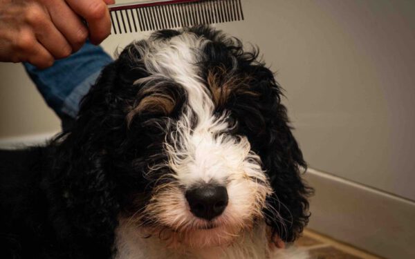 Bernedoodle: um cachorro novo no pedaço