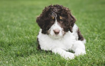 Bernedoodle um cachorro novo no pedaço 3