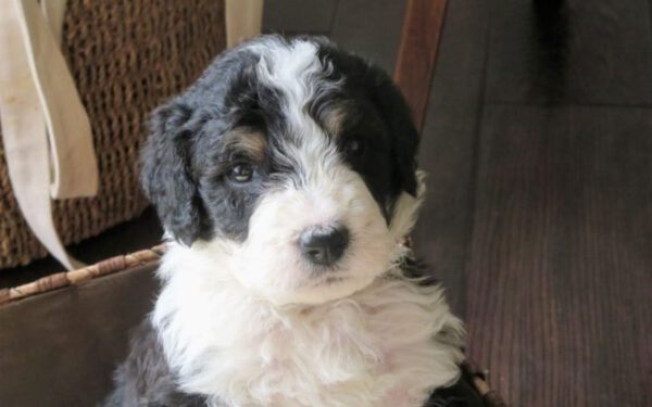 Bernedoodle um cachorro novo no pedaço