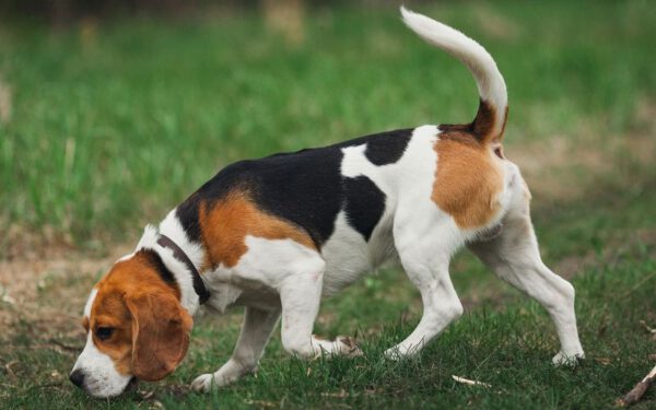 Curiosidades sobre o beagle