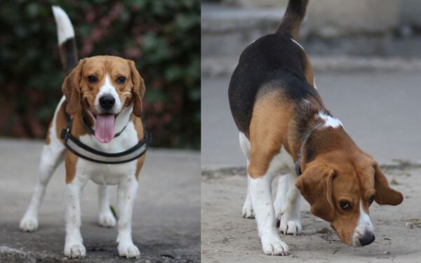 Curiosidades sobre o beagle