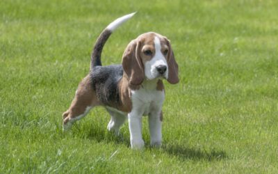 Curiosidades sobre o beagle