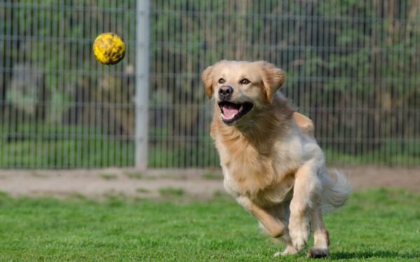 Curiosidades sobre o golden retriever 1