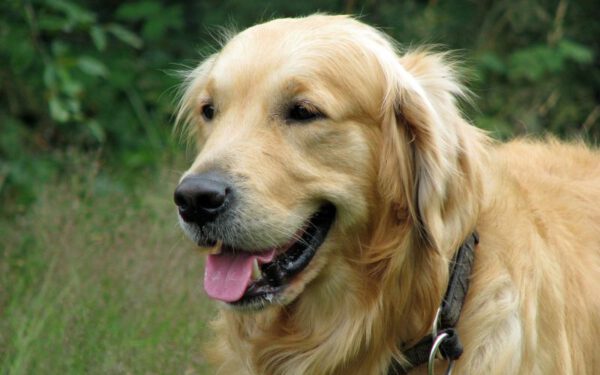 Curiosidades sobre o golden retriever 2