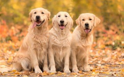 Curiosidades sobre o golden retriever 3