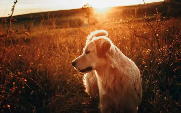 Curiosidades sobre o golden retriever 4