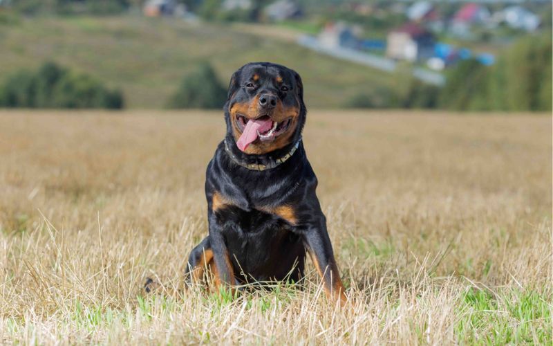Ida Rottweiler 20 curiosidades sobre o rottweiler