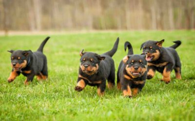 Ida Rottweiler 20 curiosidades sobre o rottweiler