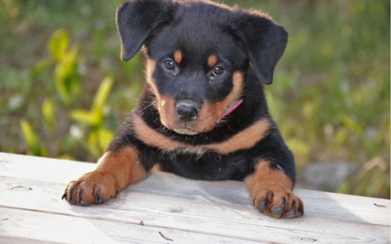 Ida Rottweiler 20 curiosidades sobre o rottweiler