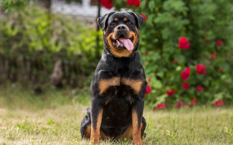 Ida Rottweiler 20 curiosidades sobre o rottweiler