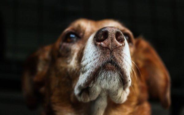 O nariz do cachorro deve estar sempre molhado?