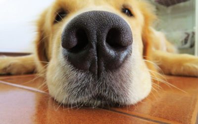 O nariz do cachorro deve estar sempre molhado?