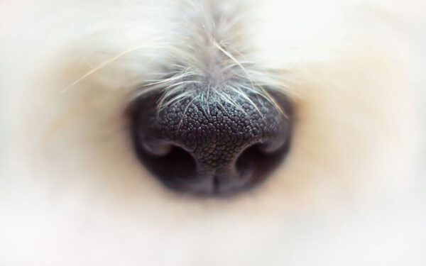 O nariz do cachorro deve estar sempre molhado?