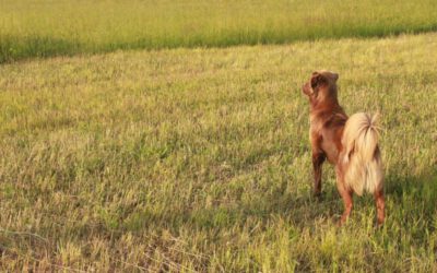 O rabo do cachorro é um osso 1