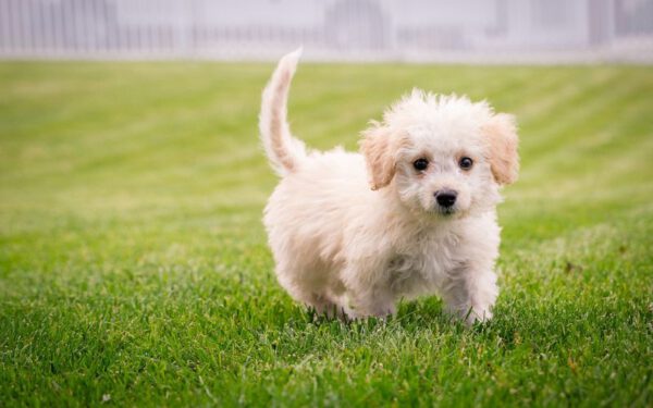 O rabo do cachorro é um osso? Descubra para que serve e como funciona