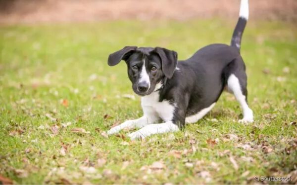 O rabo do cachorro é um osso? Descubra para que serve e como funciona