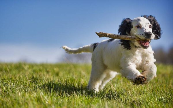 Os cachorros são seres racionais ou irracionais?