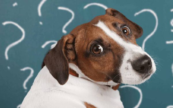 Os cachorros são seres racionais ou irracionais?