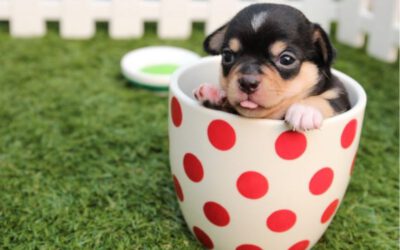 Verdades e curiosidades sobre os cães teacup