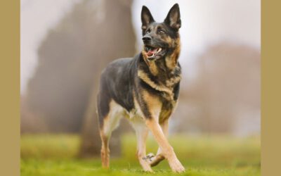 Cachorro com dificuldade para andar o que pode ser 1