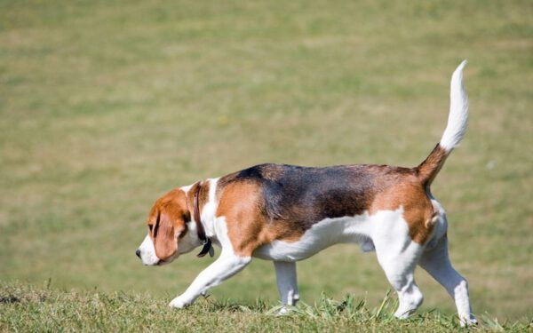 Cachorro com dificuldade para andar: o que pode ser?